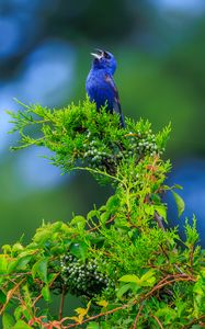 Preview wallpaper cardinal, bird, blue, leaves, branches, blur
