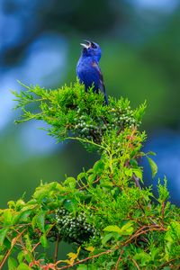 Preview wallpaper cardinal, bird, blue, leaves, branches, blur
