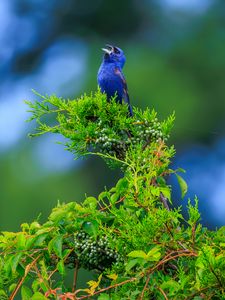 Preview wallpaper cardinal, bird, blue, leaves, branches, blur