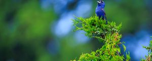 Preview wallpaper cardinal, bird, blue, leaves, branches, blur