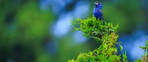 Preview wallpaper cardinal, bird, blue, leaves, branches, blur