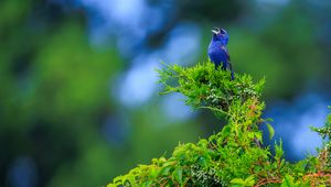 Preview wallpaper cardinal, bird, blue, leaves, branches, blur