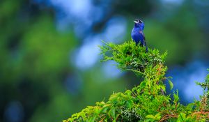 Preview wallpaper cardinal, bird, blue, leaves, branches, blur
