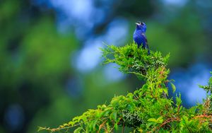 Preview wallpaper cardinal, bird, blue, leaves, branches, blur