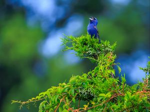 Preview wallpaper cardinal, bird, blue, leaves, branches, blur