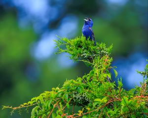 Preview wallpaper cardinal, bird, blue, leaves, branches, blur