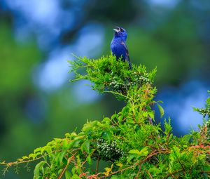 Preview wallpaper cardinal, bird, blue, leaves, branches, blur