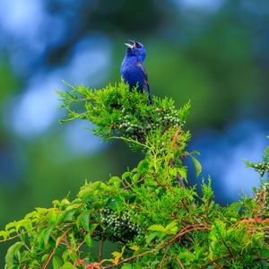 Preview wallpaper cardinal, bird, blue, leaves, branches, blur