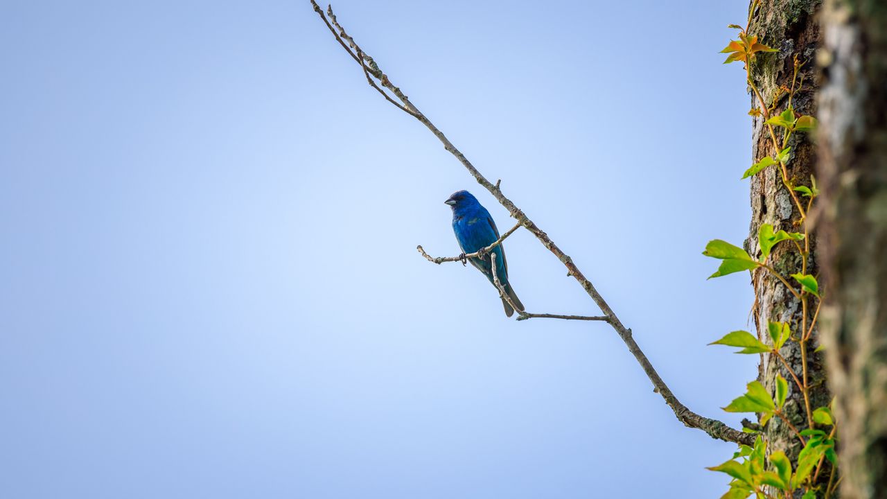 Wallpaper cardinal, bird, blue, branch