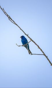 Preview wallpaper cardinal, bird, blue, branch