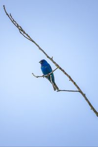 Preview wallpaper cardinal, bird, blue, branch