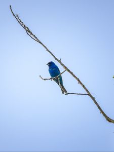 Preview wallpaper cardinal, bird, blue, branch