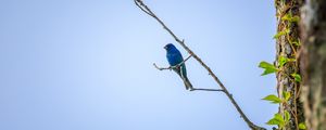 Preview wallpaper cardinal, bird, blue, branch