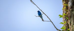 Preview wallpaper cardinal, bird, blue, branch