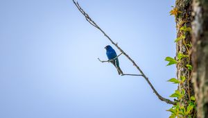 Preview wallpaper cardinal, bird, blue, branch