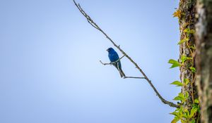 Preview wallpaper cardinal, bird, blue, branch