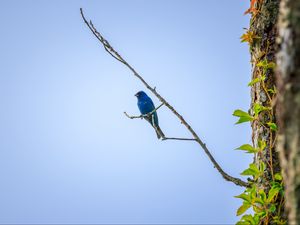 Preview wallpaper cardinal, bird, blue, branch