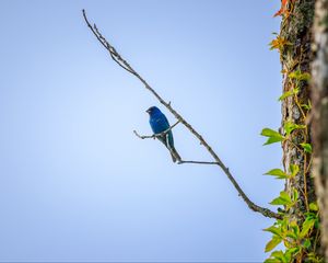 Preview wallpaper cardinal, bird, blue, branch