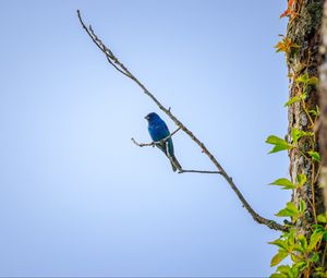 Preview wallpaper cardinal, bird, blue, branch