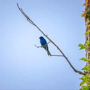 Preview wallpaper cardinal, bird, blue, branch