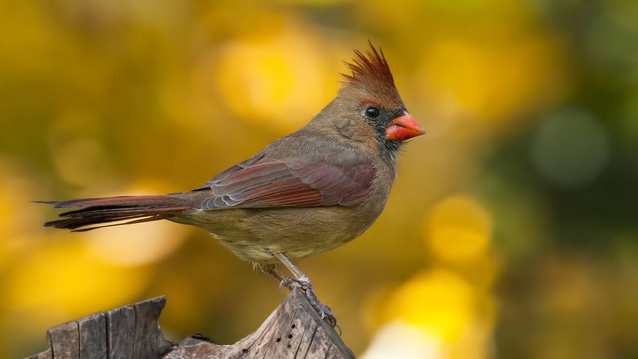 Wallpaper cardinal, bird, branch, blurring