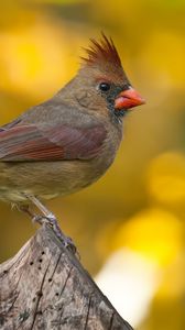Preview wallpaper cardinal, bird, branch, blurring