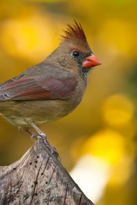 Preview wallpaper cardinal, bird, branch, blurring