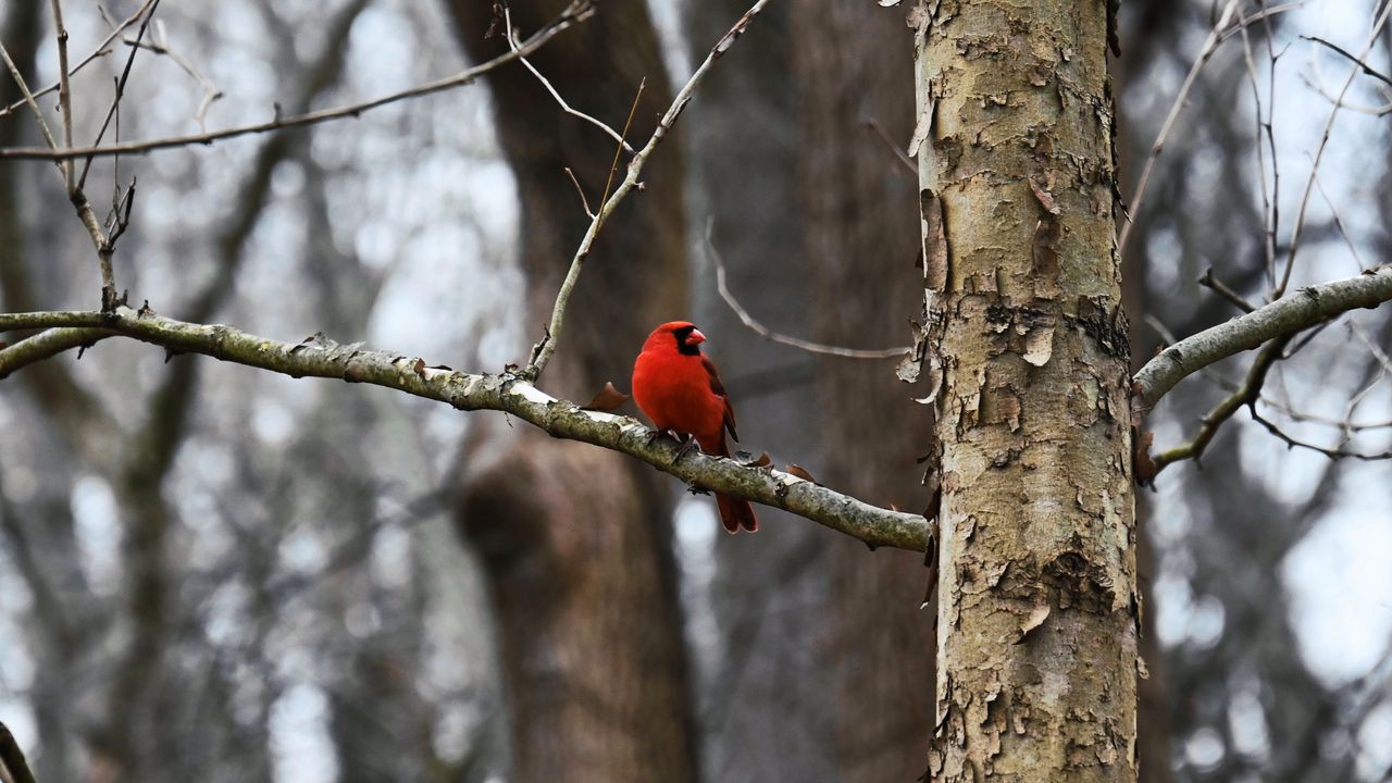 Wallpaper cardinal, bird, branch, red