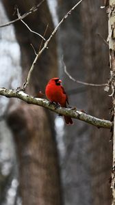 Preview wallpaper cardinal, bird, branch, red