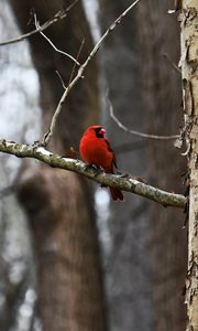 Preview wallpaper cardinal, bird, branch, red