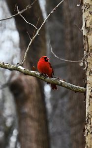 Preview wallpaper cardinal, bird, branch, red