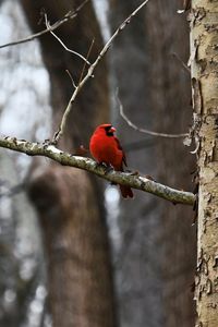 Preview wallpaper cardinal, bird, branch, red