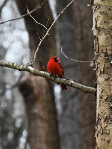 Preview wallpaper cardinal, bird, branch, red