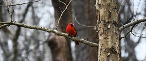 Preview wallpaper cardinal, bird, branch, red