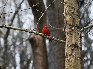 Preview wallpaper cardinal, bird, branch, red