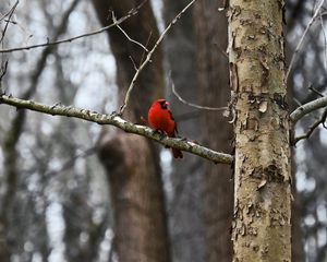Preview wallpaper cardinal, bird, branch, red