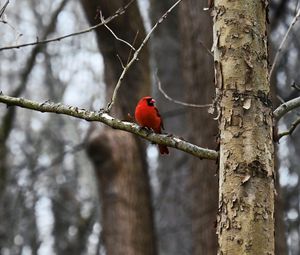Preview wallpaper cardinal, bird, branch, red