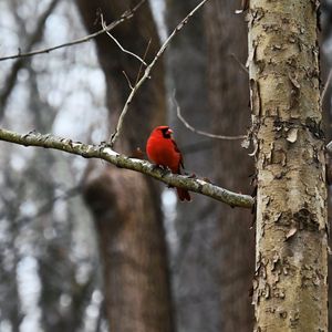 Preview wallpaper cardinal, bird, branch, red