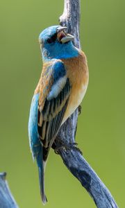 Preview wallpaper cardinal, bird, branch, wildlife