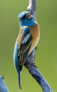 Preview wallpaper cardinal, bird, branch, wildlife