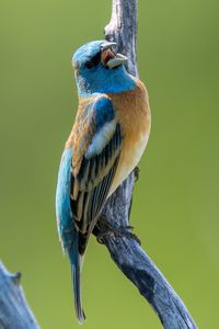 Preview wallpaper cardinal, bird, branch, wildlife