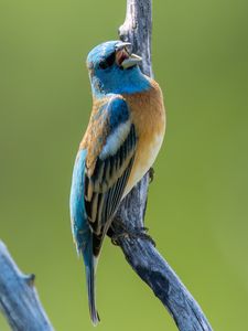 Preview wallpaper cardinal, bird, branch, wildlife