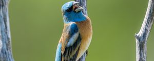 Preview wallpaper cardinal, bird, branch, wildlife