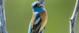 Preview wallpaper cardinal, bird, branch, wildlife