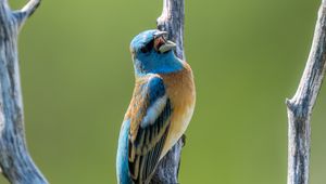 Preview wallpaper cardinal, bird, branch, wildlife