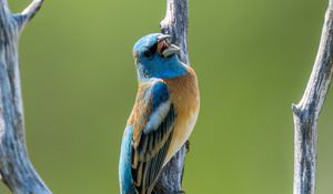 Preview wallpaper cardinal, bird, branch, wildlife