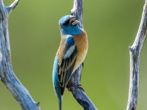 Preview wallpaper cardinal, bird, branch, wildlife