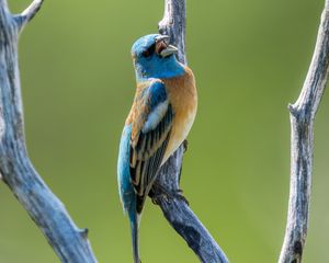 Preview wallpaper cardinal, bird, branch, wildlife
