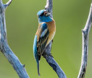 Preview wallpaper cardinal, bird, branch, wildlife