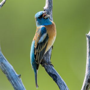 Preview wallpaper cardinal, bird, branch, wildlife
